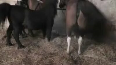 Una mujer iraní tuvo relaciones sexuales con un perro. El sexo con un caballo le destrozó el coño.