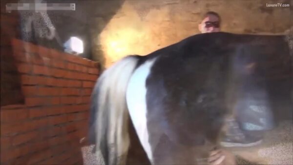 Sexo en el agujero: sexo entre un caballo de piel negra y el pene de un hombre, una mujer, un caballo porno.