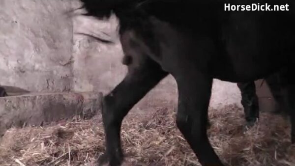 Sexy animal with human xxx with horse xxx with dog